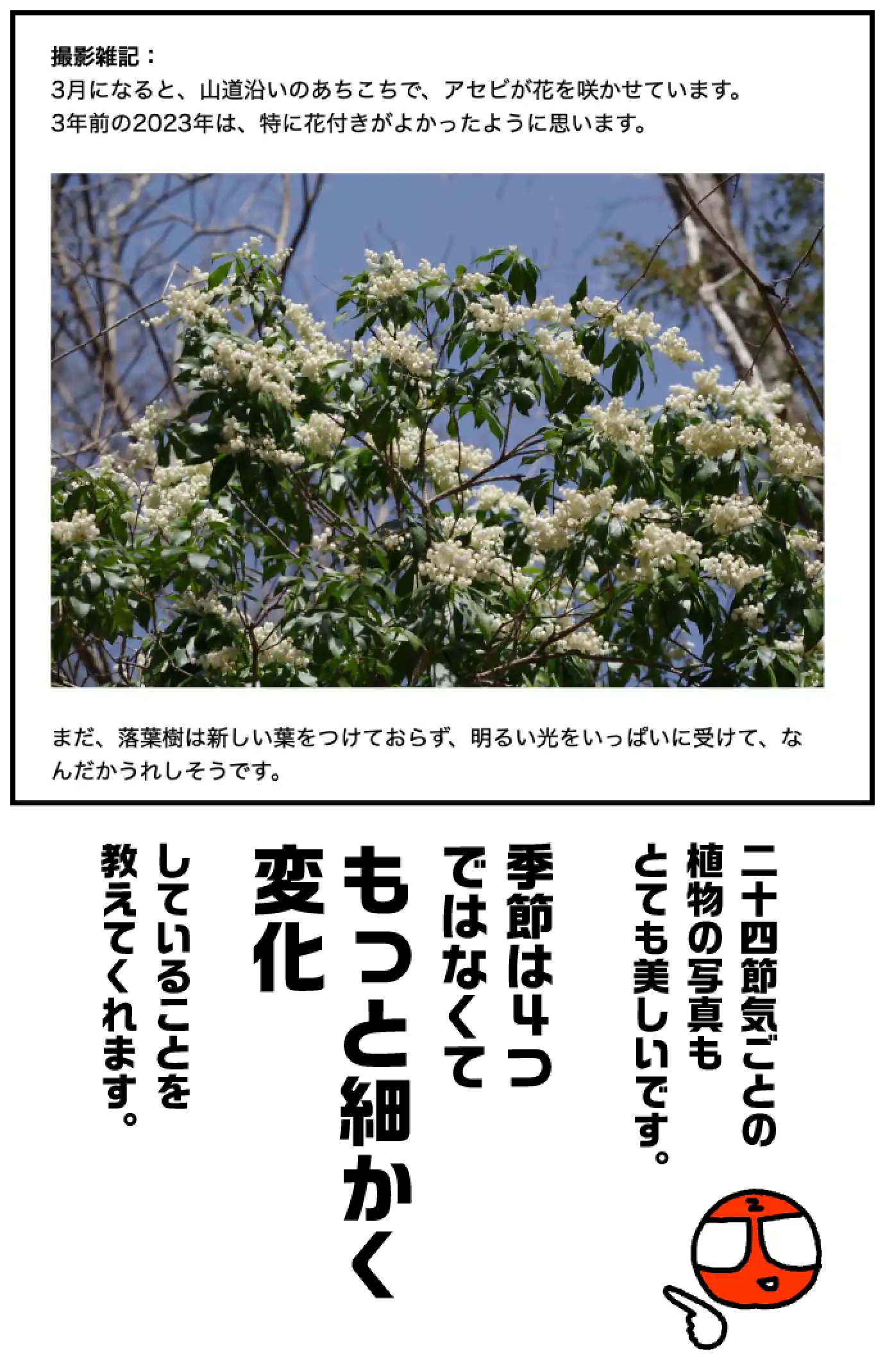 二十四節気ごとの植物の写真もとても美しいです。季節は4つではなくてもっと細かく変化していることを教えてくれます。
